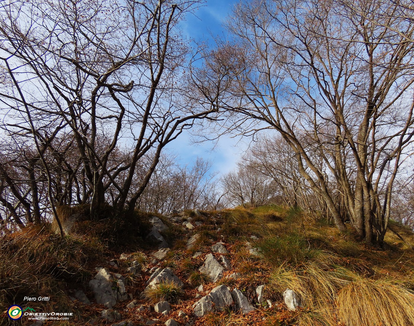 15 Arco di carpini neri.JPG
